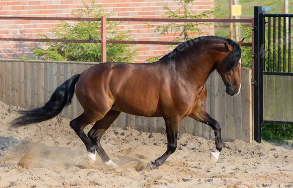andalusian horse unique movement